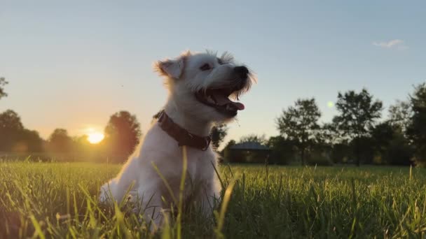 Cute Funny Friendly Little Jack Russell Terrier Wagging His Tail — Stok Video