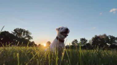 Cute funny friendly little jack russell terrier wagging his tail in the grass and smiling. High quality 4k footage