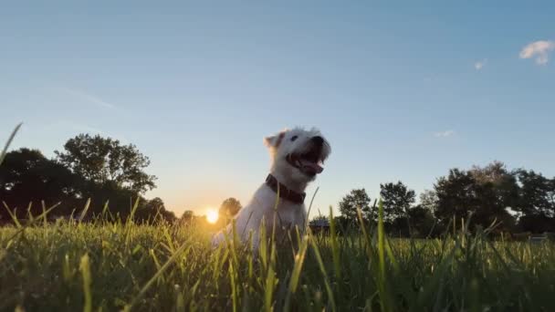 Cute Funny Friendly Little Jack Russell Terrier Wagging His Tail — Stock Video