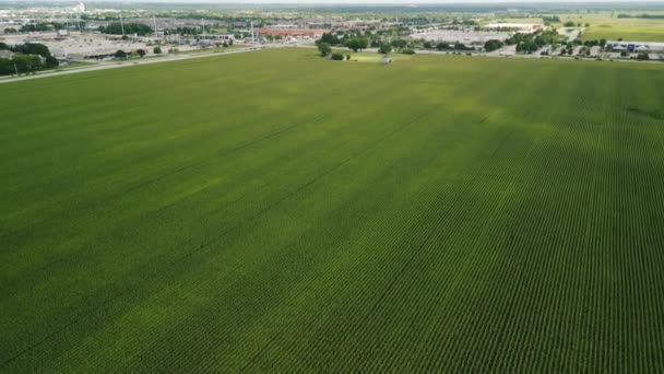 Widok Lotu Ptaka Latanie Nad Zielonym Polem Kukurydzy Krajobraz Rolnictwa — Wideo stockowe