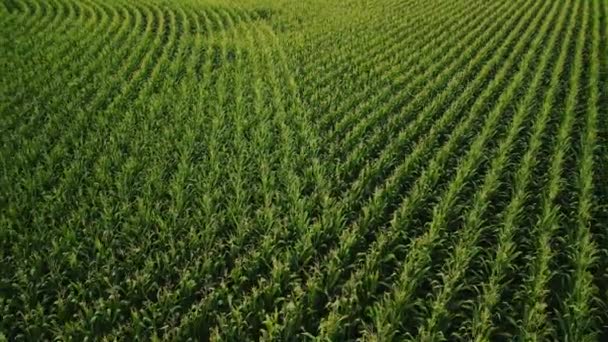 Aerial View Repülő Felett Zöld Kukorica Mező Mezőgazdasági Táj Kiváló — Stock videók