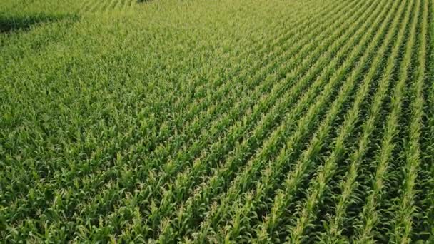 Aerial View Flying Green Corn Field Agriculture Landscape High Quality — Stock Video