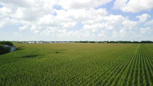 Pemandangan Udara Terbang Atas Ladang Jagung Hijau Pertanian Rekaman Berkualitas — Stok Video