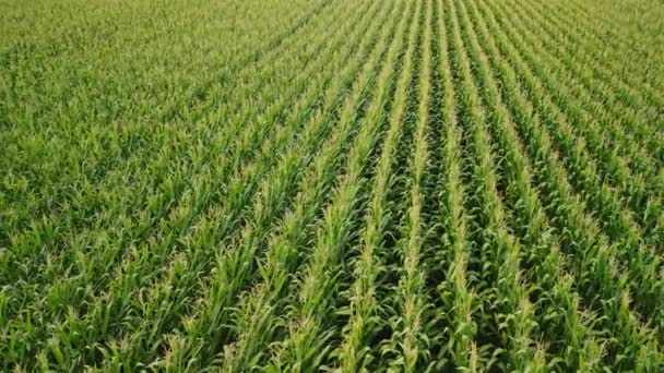 Aerial View Repülő Felett Zöld Kukorica Mező Mezőgazdasági Táj Kiváló — Stock videók