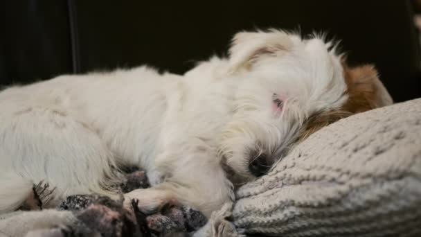 Γκρο Πλαν Άποψη Του Χαριτωμένο Σκυλί Jack Russell Ύπνο Και — Αρχείο Βίντεο