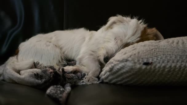 Close Vista Cute Jack Russell Cão Dormindo Relaxante Cobertor Imagens — Vídeo de Stock