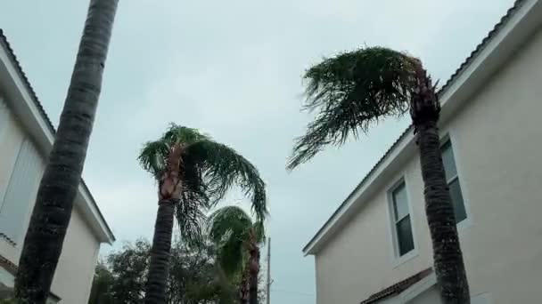 Średnie Ujęcie Palm Dmuchanych Przez Wiatr Podczas Huraganu Wysokiej Jakości — Wideo stockowe