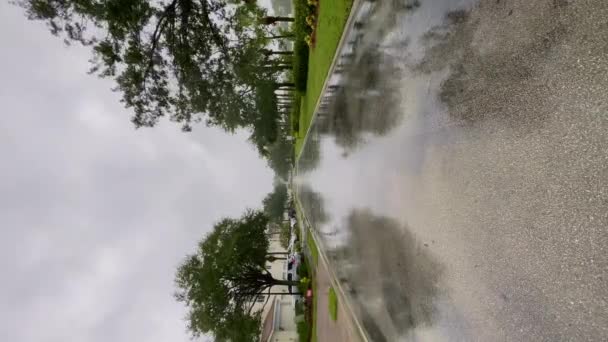 Средний Снимок Пальм Развеваемых Ураганом Высококачественные Кадры — стоковое видео