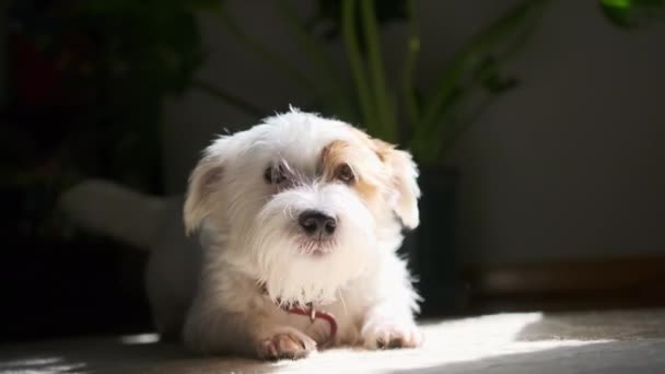 Κοντινό Πλάνο Του Χαριτωμένου Σκύλου Τζακ Ράσελ Βρίσκεται Στο Πάτωμα — Αρχείο Βίντεο