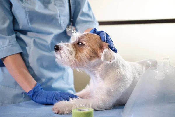 jack russell dog in veterinary collar lies in clinic on table. health care. High quality 4k footage