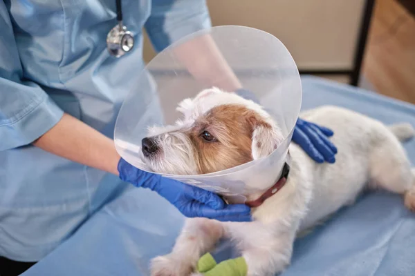 jack russell dog in veterinary collar lies in clinic on table. health care. High quality 4k footage