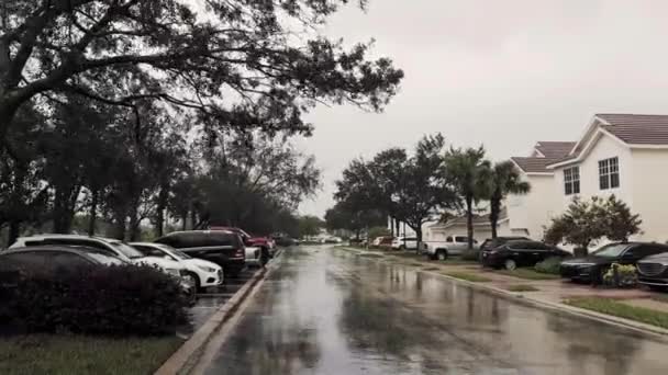 Tiro Medio Palmeras Sopladas Por Vientos Huracán Imágenes Alta Calidad — Vídeo de stock