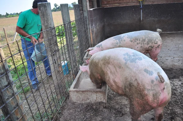 Farmer feeds pigs — Stock Photo, Image