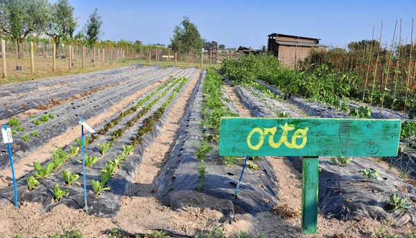 Vegetable garden — Stock Photo, Image