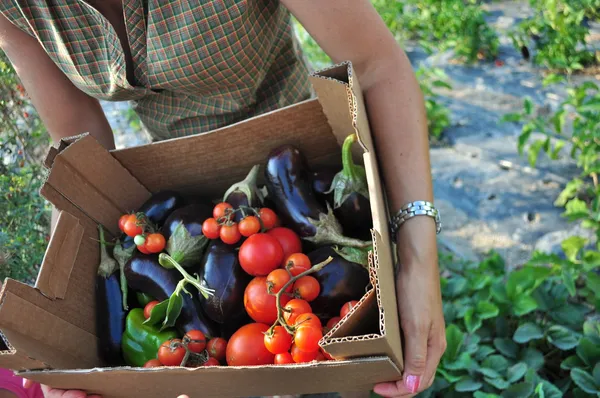 野菜の収穫 ロイヤリティフリーのストック画像