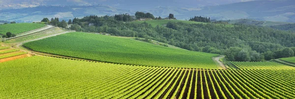 View of a vineyard — Stock Photo, Image