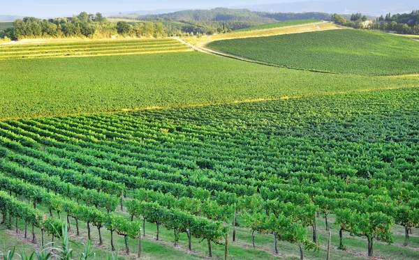 Vista de uma vinha — Fotografia de Stock