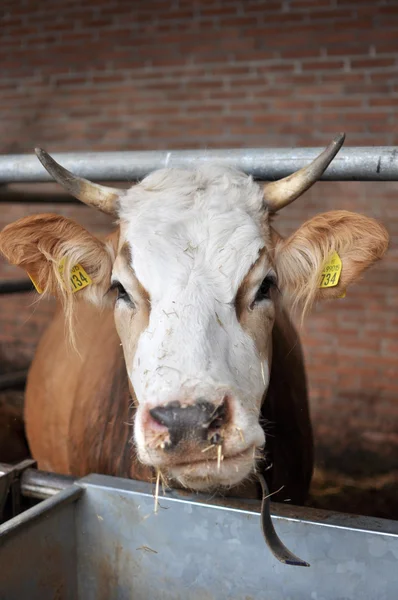 Vaca no celeiro — Fotografia de Stock