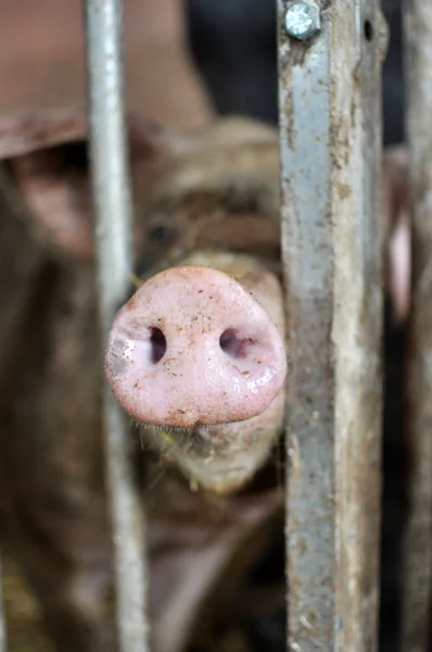 Maiale nel porcile — Foto Stock