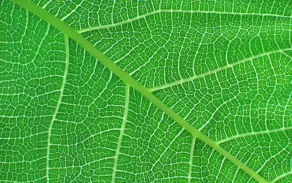 Зелений лист, деталь — стокове фото