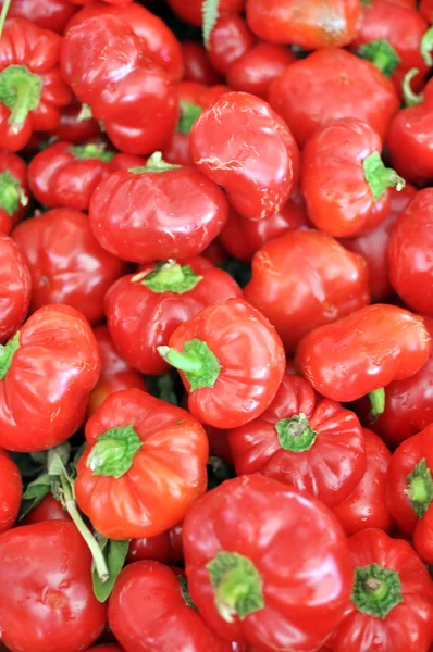 Papaccella, típico pimiento rojo napolitano — Foto de Stock