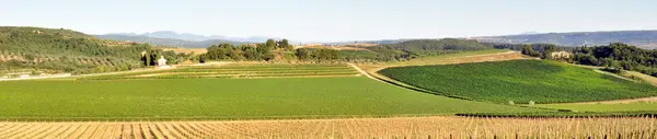 Vineyard in countryside — Stock Photo, Image