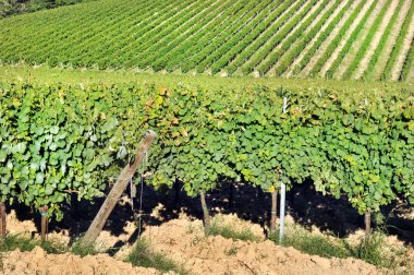 kırsal kesimde bağ