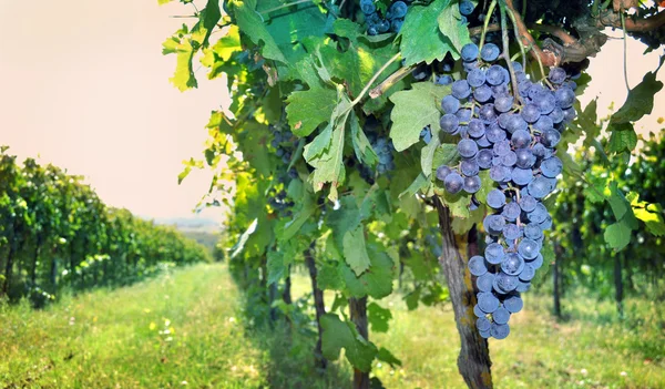 Egy csomó szőlő — Stock Fotó