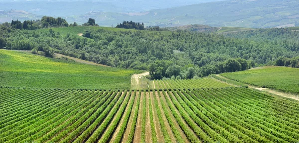 Vineyard — Stock Photo, Image