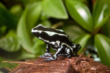 zehirli ok kurbağası