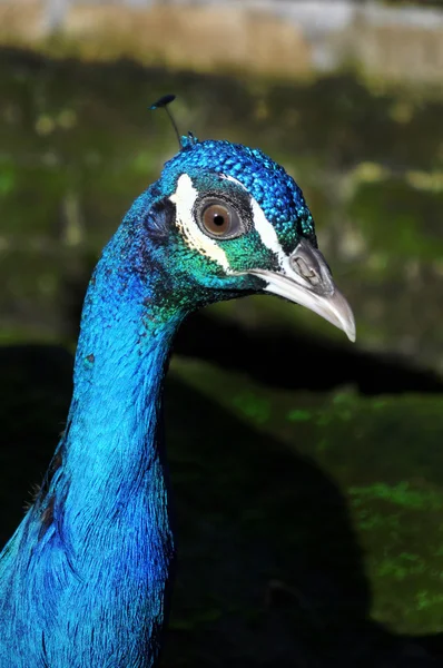 Peacock — Stock Photo, Image