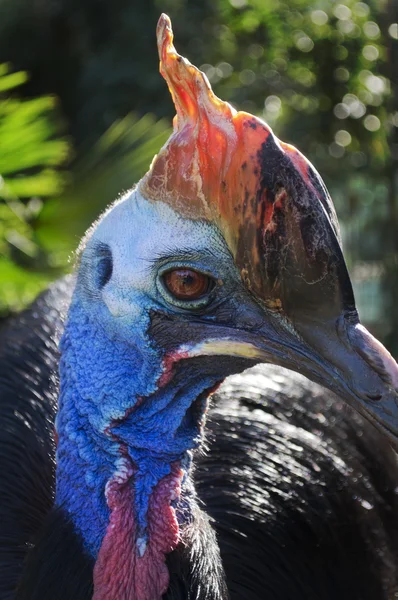 Cassowary head — Stock Photo, Image