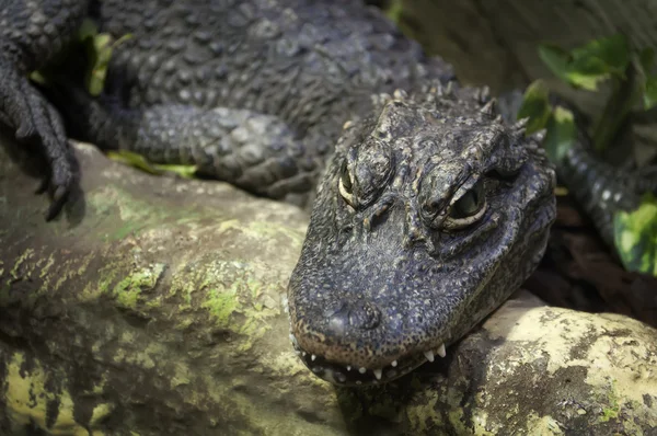 Chinese Alligator — Stockfoto