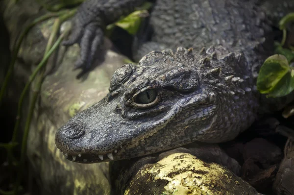 Chinese alligator — Stock Photo, Image