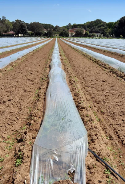 Field of vegetable crops in rows covered with polythene cloches protection — Stock Photo, Image