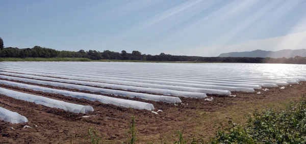 Campo de culturas hortícolas em fileiras cobertas com protecção contra coágulos de polietileno — Fotografia de Stock