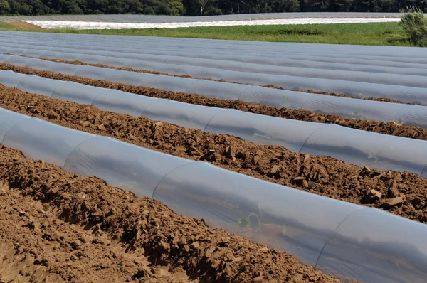 Gebied van plantaardige gewassen in rijen bedekt met plastic stolpen bescherming — Stockfoto