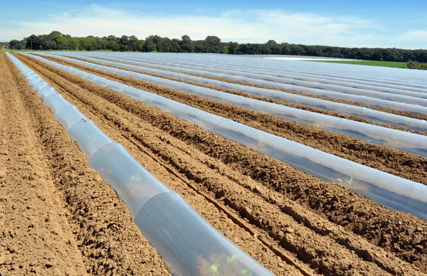 Gebied van plantaardige gewassen in rijen bedekt met plastic stolpen bescherming — Stockfoto