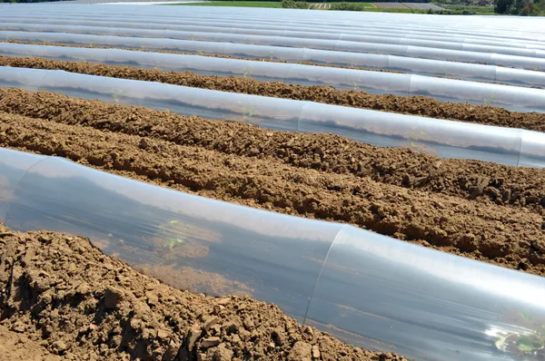 Field of vegetable crops in rows covered with polythene cloches protection