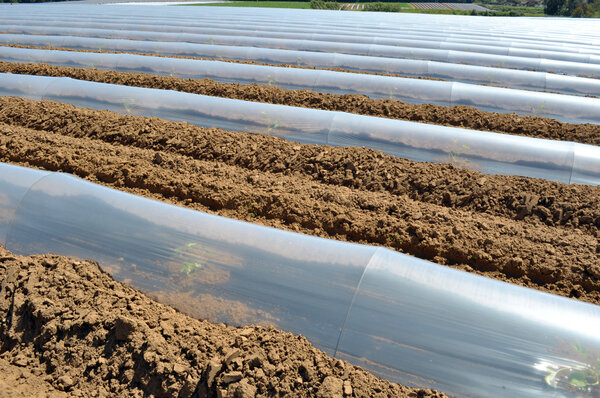 Field of vegetable crops in rows covered with polythene cloches protection