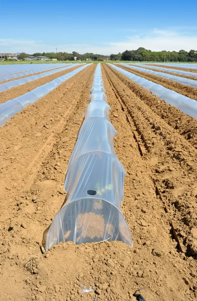 Campo de culturas hortícolas em fileiras cobertas com protecção contra coágulos de polietileno — Fotografia de Stock