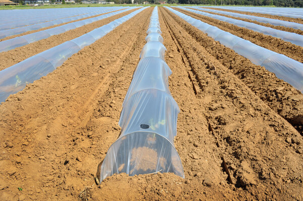 Field of vegetable crops in rows covered with polythene cloches protection