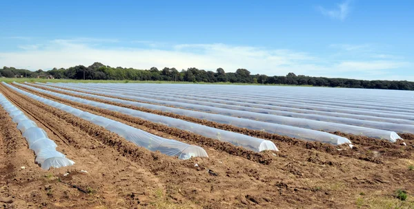 Field of vegetable crops in rows covered with polythene cloches protection — Stock Photo, Image