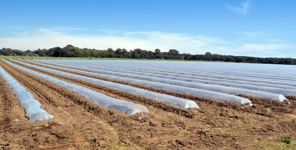 Field of vegetable crops in rows covered with polythene cloches protection