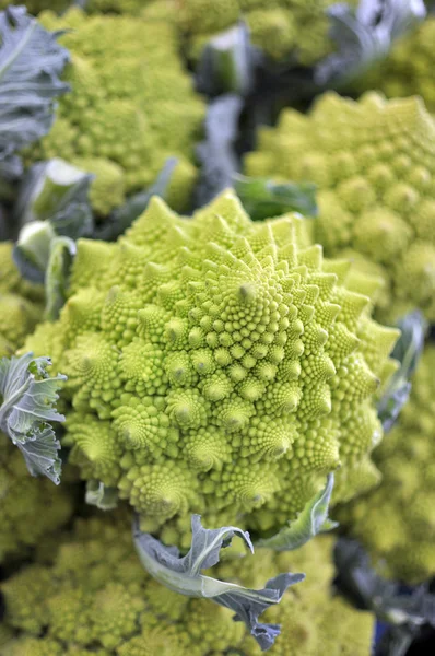 Römischer Kohl — Stockfoto