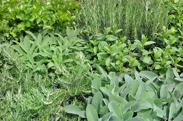 Aromatic plants — Stock Photo, Image