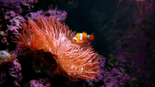 Clown vis met anemone — Stockvideo