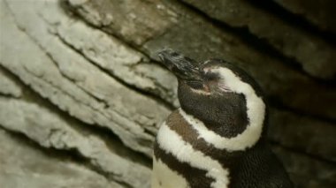 uyanmak uykulu penguen