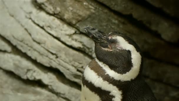 Schläfriger Pinguin wacht auf — Stockvideo