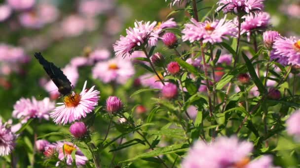 Roter Schmetterling in rosa Blüten — Stockvideo